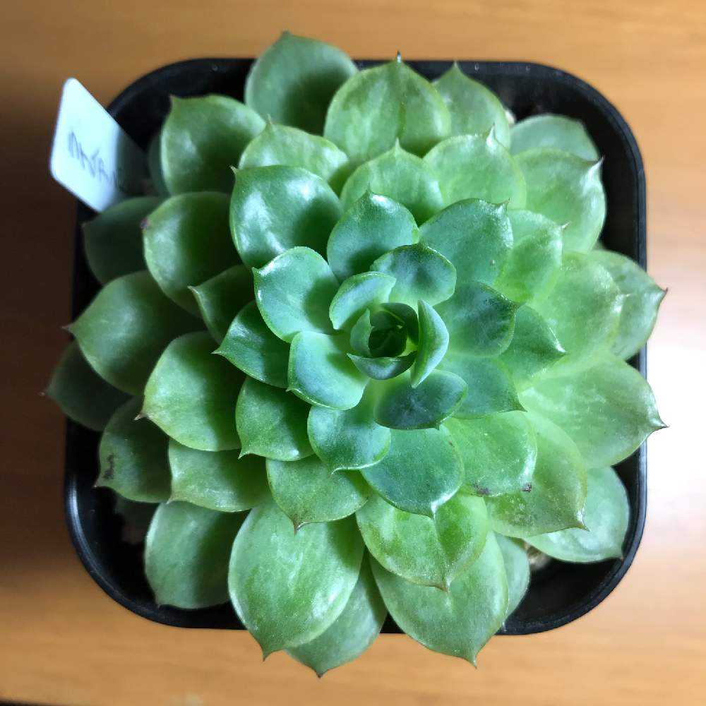 エケベリア種 ライムアンドチリ｜🍀GreenSnap（グリーンスナップ）