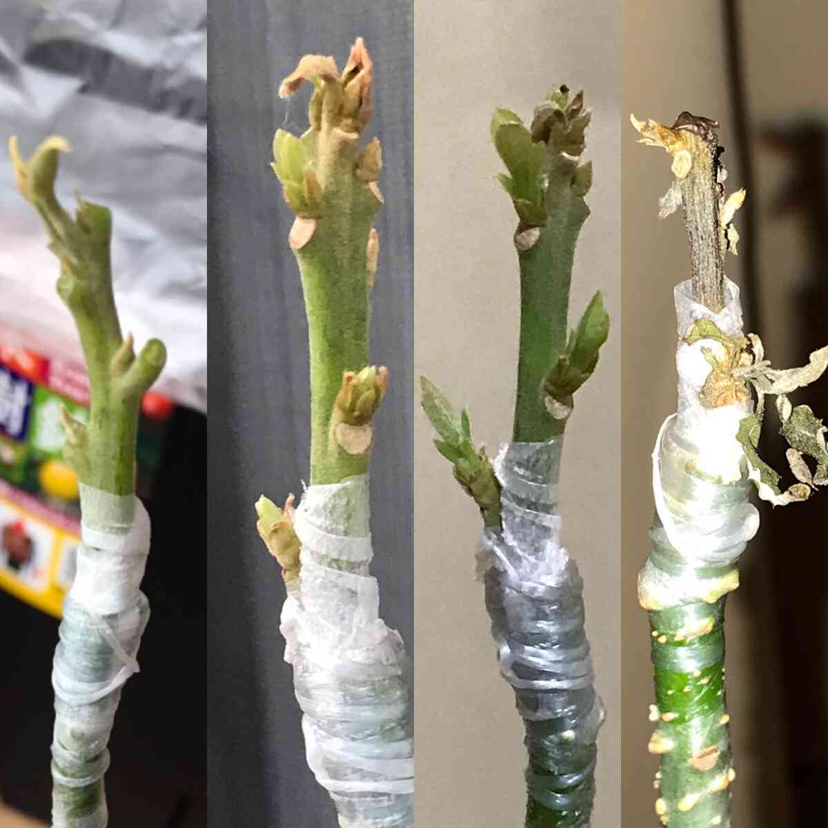 アボカド ベーコン種の一覧｜🍀GreenSnap（グリーンスナップ）