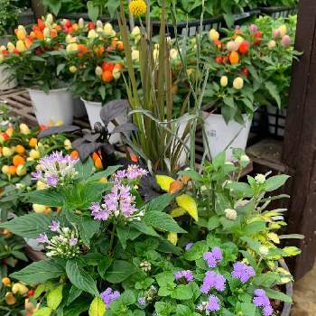 千日紅千夏の投稿画像一覧 Greensnap グリーンスナップ 千日紅千夏の投稿画像一覧 Greensnap グリーンスナップ