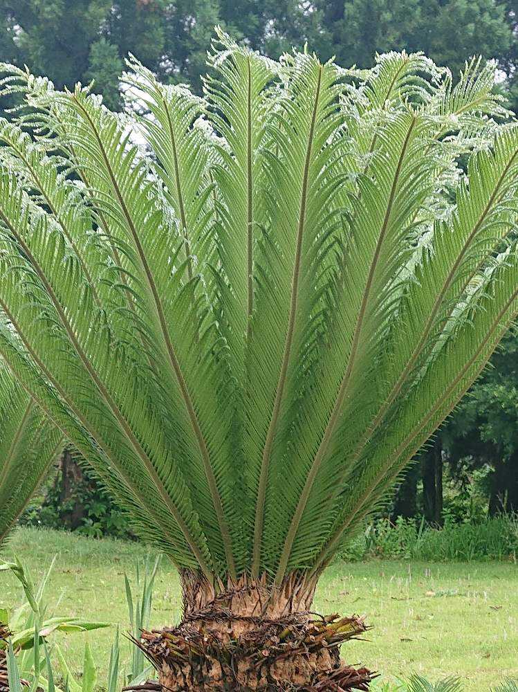 蘇鉄 Greensnap グリーンスナップ