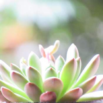 バッシュフルの投稿画像一覧 Greensnap グリーンスナップ