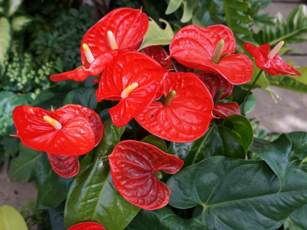 夏の花の投稿画像 By ひゆごんさん アンスリウム赤と花好きと赤い花と熱帯植物と観葉植物 月6月30日 Greensnap グリーンスナップ
