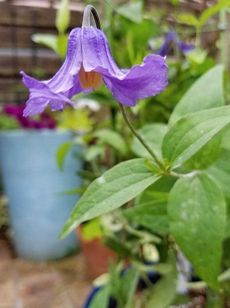 71＊インテグリフォリア系クレマチス（ヘンダーソニー） 2年苗 楽天