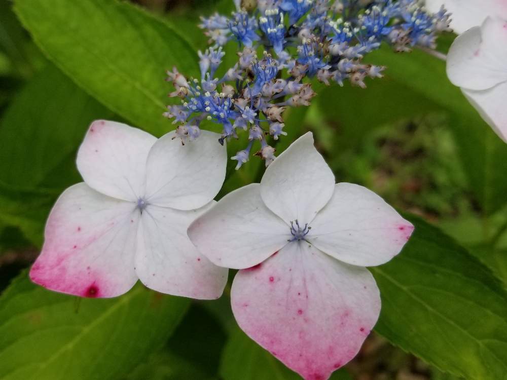 ガクアジサイの投稿画像 By Ocarina0905さん 6月の花とピンクの花と樹木と山野草と紫色の花とご近所さんのお花とgs映えと野生化と白い花とチーム福岡 月6月30日 Greensnap グリーンスナップ