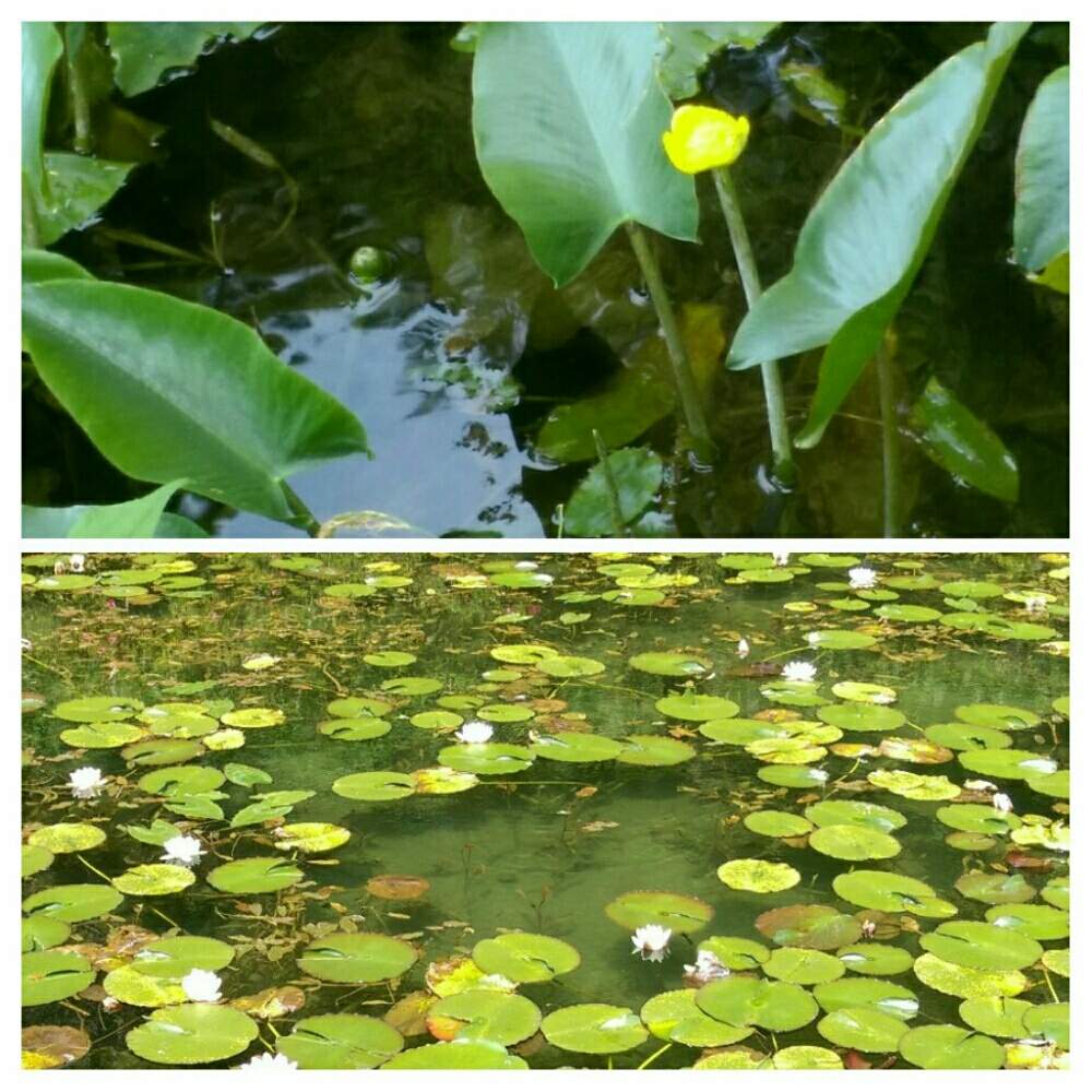 スイレンの投稿画像 By はてはぁなさん コウホネとお出かけ先とモネの池と湧水と池の花とモネの池と湧水と池の花 月6月30日 Greensnap グリーンスナップ Greensnap グリーンスナップ スイレンの投稿画像 By はてはぁなさん コウホネとお出かけ先とモネの池と湧水と池の花とモネの池と湧水と池の花 月6月30日 Greensnap グリーンスナップ Greensnap グリーンスナップ