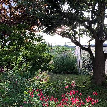 21種類の花の種の投稿画像一覧 Greensnap グリーンスナップ