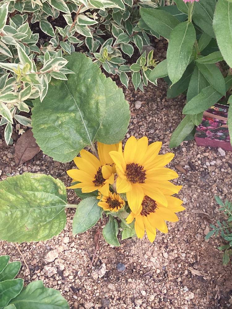 ミニひまわり 小夏 の投稿画像 By ひなさん ガーデニングとガーデニング初心者 月6月30日 Greensnap グリーンスナップ