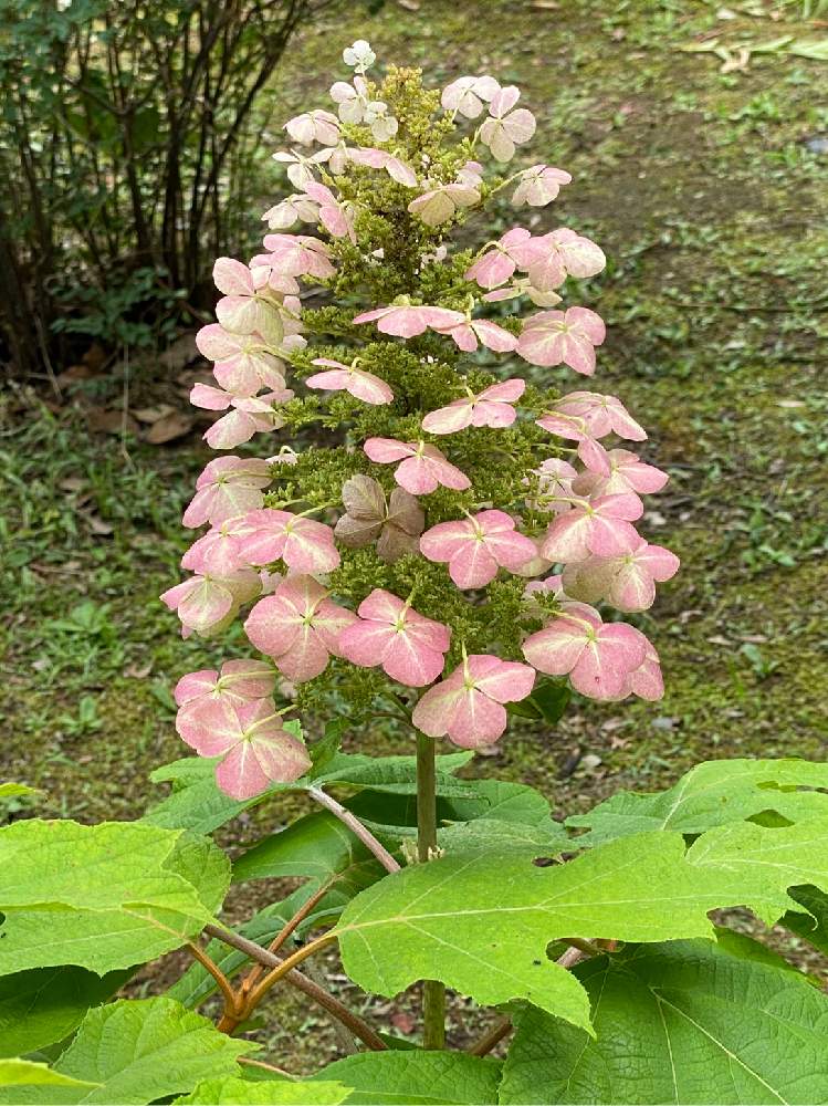 カシワバアジサイの投稿画像 By らりるん さん 植物園と川崎市内と川崎緑化センター 月7月1日 Greensnap グリーンスナップ