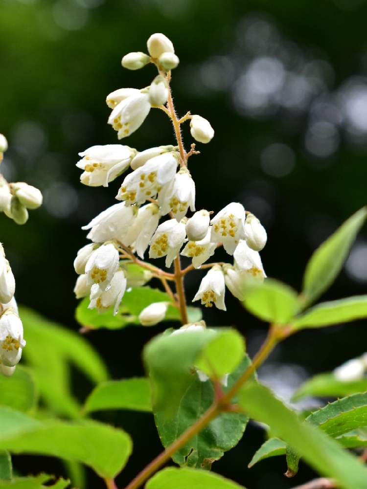 うつぎ 卯木 の投稿画像 By たんぽぽさん ヒメウツギ 月7月1日 Greensnap グリーンスナップ Greensnap グリーンスナップ