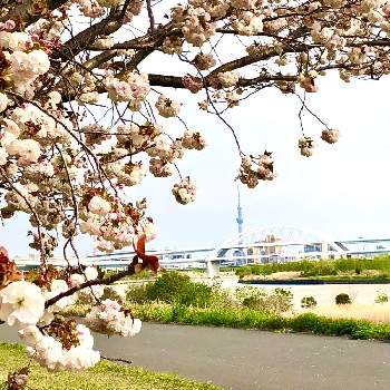 松月桜の画像 by はくえいどうさん | お出かけ先と松月桜