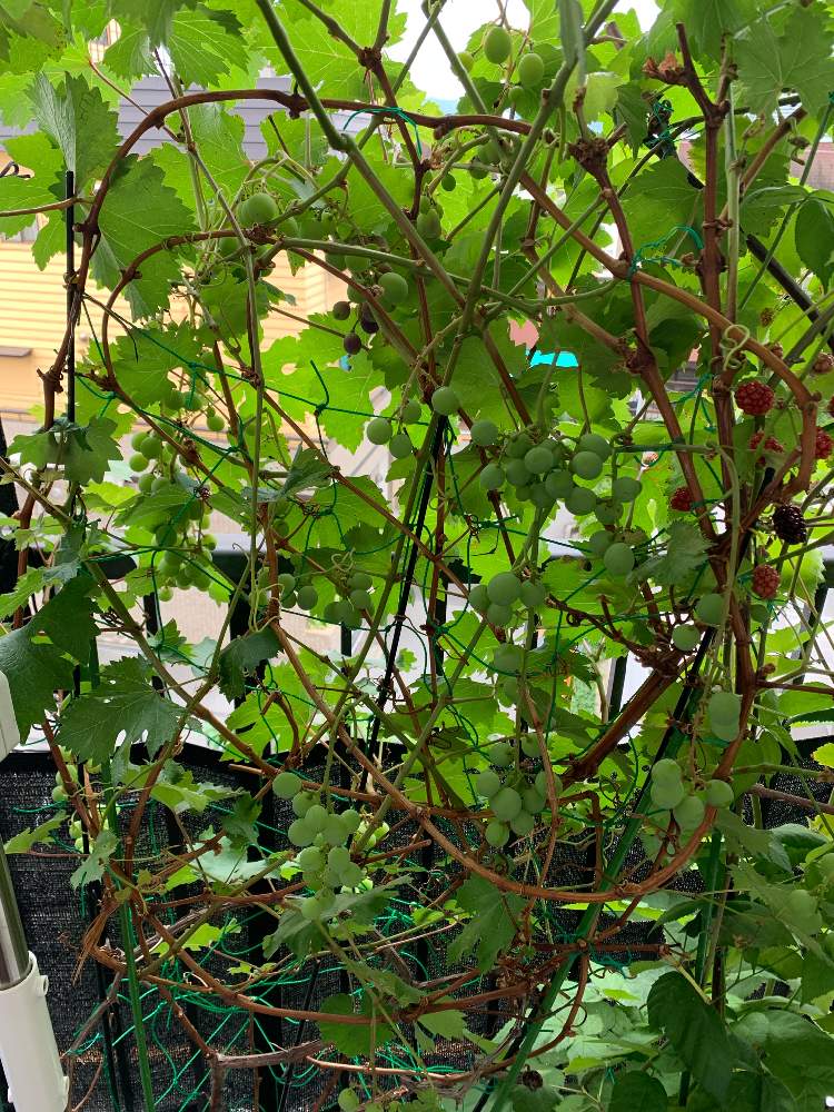 レッドグローブの投稿画像 By ゲルマンスキーさん ぶどうの樹とおうちde菜園とおうち園芸と家庭ぶどう栽培とガーデニングフェスフォトコン 月7月1日 Greensnap グリーンスナップ レッドグローブの投稿画像 By ゲルマンスキーさん ぶどうの樹とおうちde菜園とおうち園芸と家庭ぶどう栽培とガーデニングフェスフォトコン 月7月1日 Greensnap グリーンスナップ