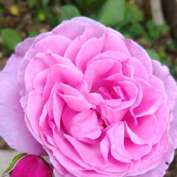 花持ちが良いの画像 by みこたんガーデンさん | 小さな庭と花持ちが良いとばら バラ 薔薇と素敵な色合いと❤️いいね、ありがとうと花のある暮らしと薔薇♪と❤️癒されてとバラ薔薇ばらら～❤️と色合いがキレイと花色が可愛い