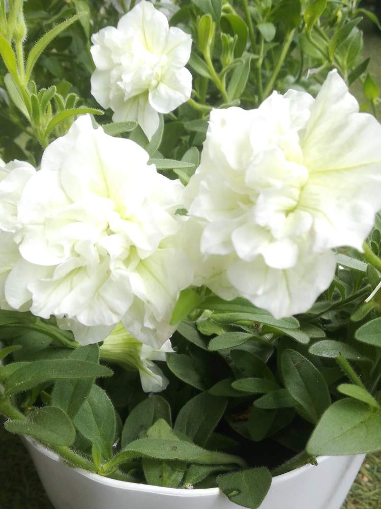 八重咲きペチュニア パニエの投稿画像 By るるさん 花のある暮らしとペチュニア とおうち園芸 月7月1日 Greensnap グリーンスナップ