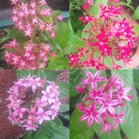 ペンタスの画像