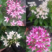 ペンタスの画像