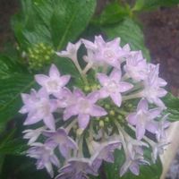 ペンタスの画像