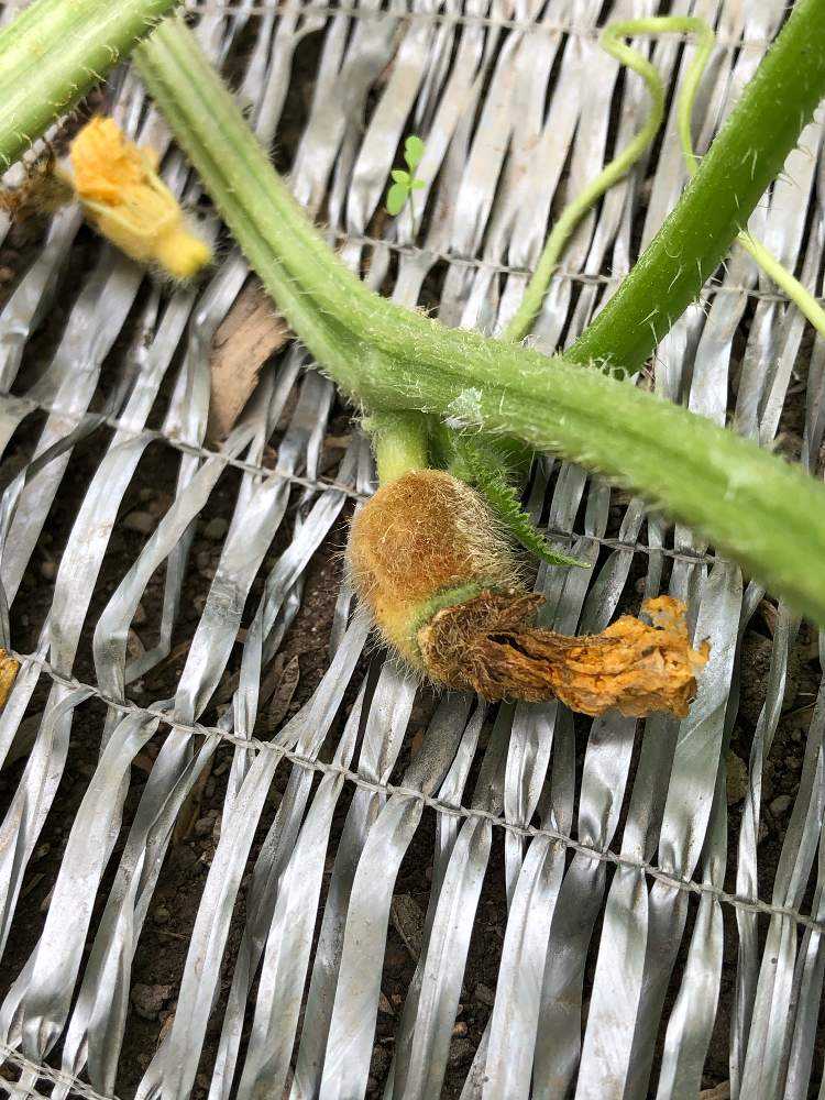 お家でネットメロン 栽培記 後編 7月22日更新 Greensnap グリーンスナップ