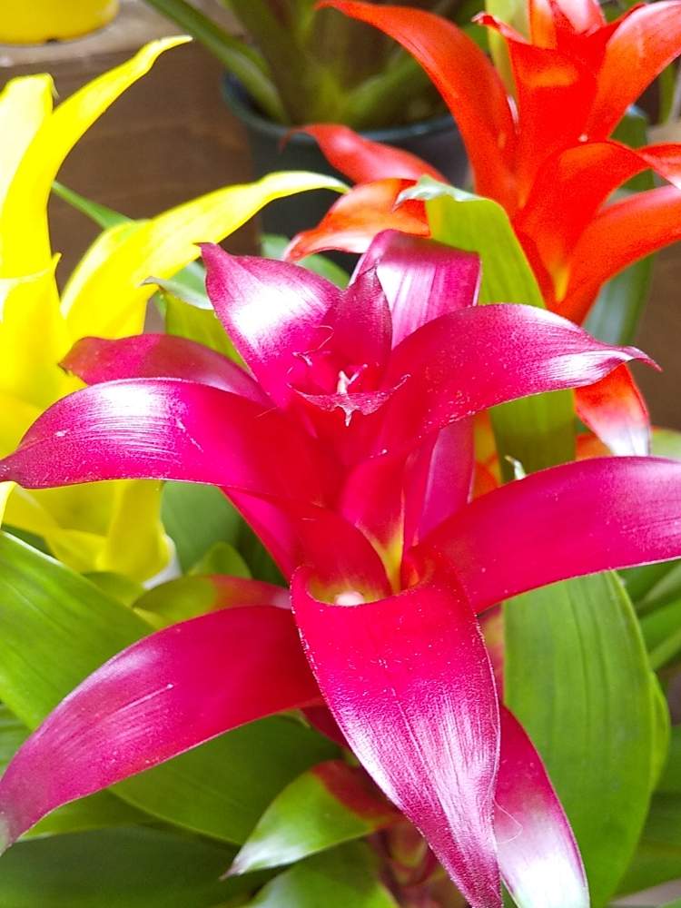 グズマニアの投稿画像 By たまごさん オレンジ色の花とピンクの花と可愛い花と黄色い花と綺麗な花と花のある暮らしとカインズホーム 月7月1日 Greensnap グリーンスナップ