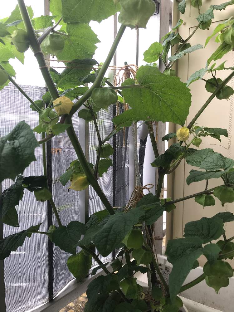 食用ほおずきの投稿画像 By Tomさん スウィートジュエリー スウィートミディアム 月7月1日 Greensnap グリーンスナップ