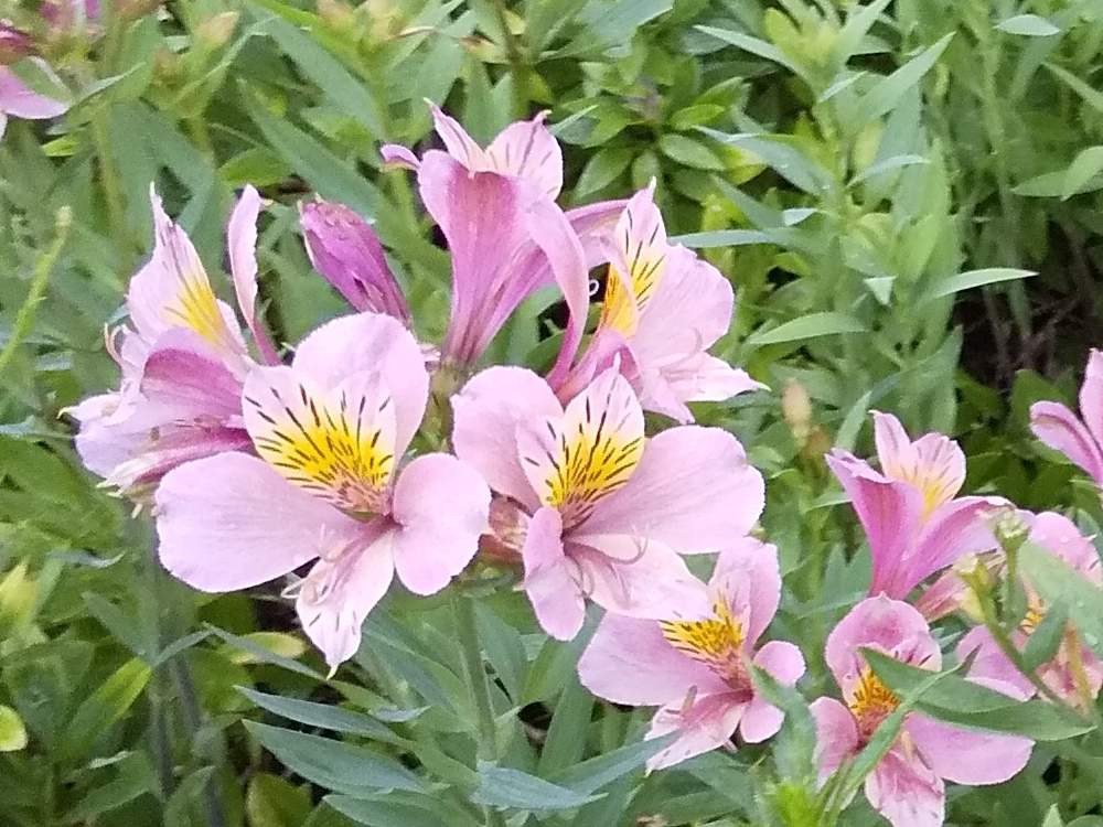 アルストロメリアの投稿画像 By まっくさん 紫の花とおうち園芸 月7月1日 Greensnap グリーンスナップ