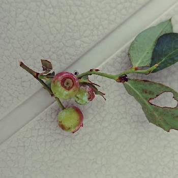 ブルーベリー ピンクレモネードの投稿画像一覧 Greensnap グリーンスナップ