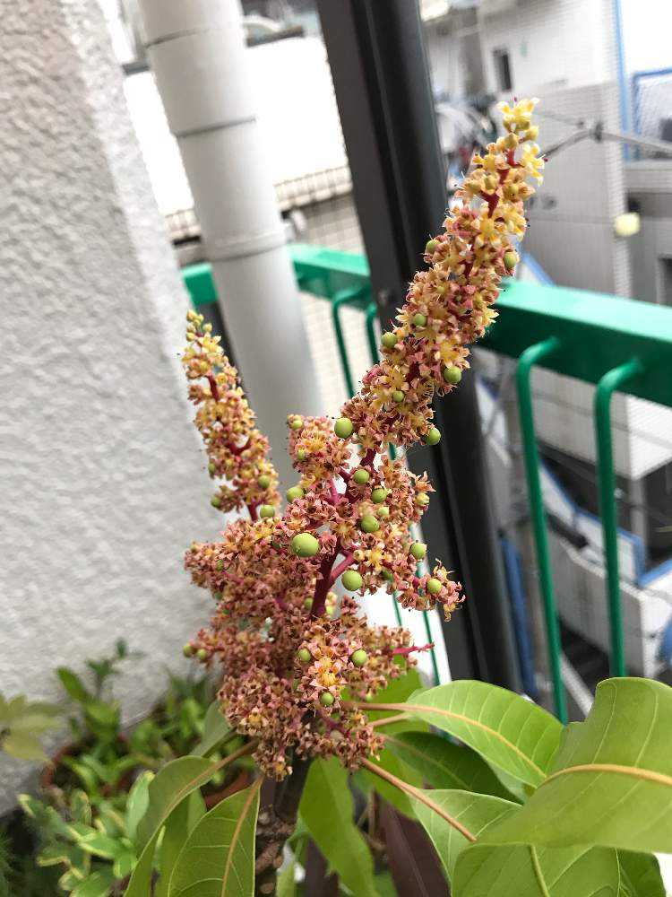 年実生マンゴー4回目の結実 収穫 Greensnap グリーンスナップ