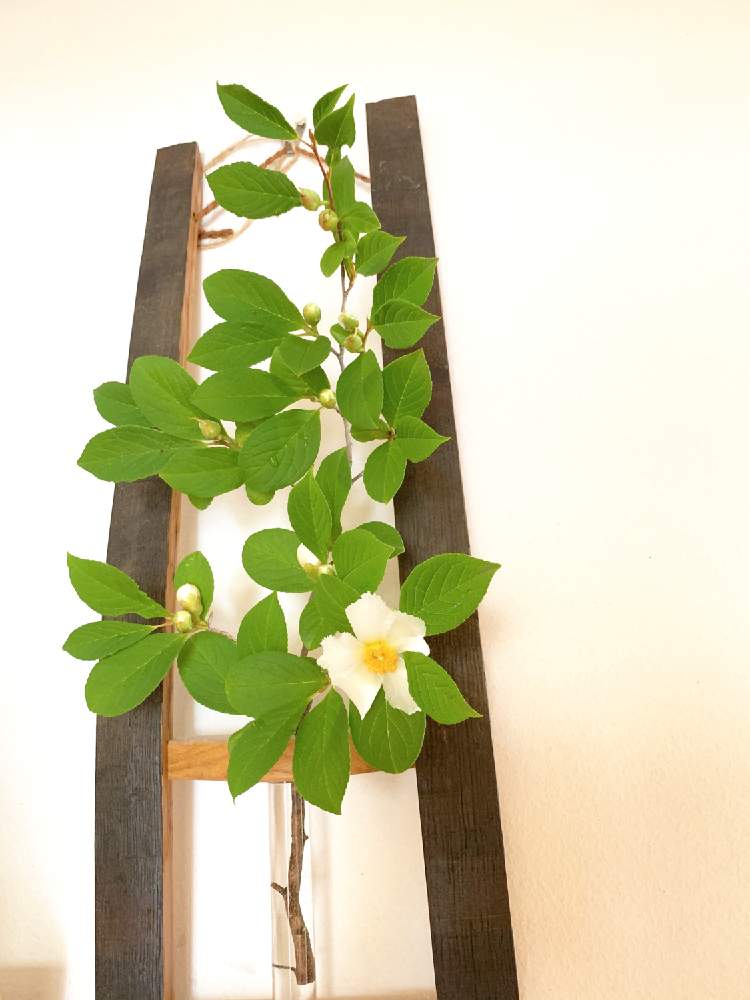 シャラの木の投稿画像 By Aiaiさん おうち園芸とリフレッシュして 元気になる 花飾りフォトコンテストとお庭の花たちと癒されます と花のある暮らしとiphone撮影 月7月1日 Greensnap グリーンスナップ
