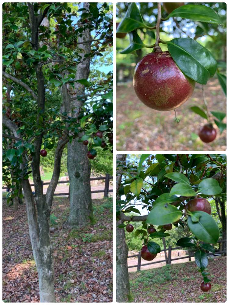 なんだこれはの日々の投稿画像 By Hapico さん 木の実と自然と公園とお散歩写真とみどりと公園散歩と赤い実とツバキの実と朝のお散歩にてと椿の木と自然が好き 月7月1日 Greensnap グリーンスナップ