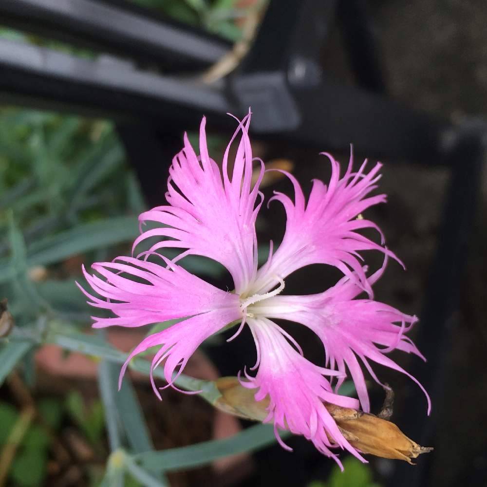 カワラナデシコの投稿画像 By Manabeさん 美女撫子とピンクの花とナデシコ属とナデシコ科と可愛いピンク色 といつも通る道とピンクの花とナデシコ属と ナデシコ科と可愛いピンク色 といつも通る道 月7月1日 Greensnap グリーンスナップ Greensnap カワラナデシコの投稿画像 By Manabeさん 美女撫子とピンクの花とナデシコ属とナデシコ科と可愛いピンク色 といつも通る道とピンクの花とナデシコ属と ナデシコ科と可愛いピンク色 といつも通る道 月7月1日 Greensnap グリーンスナップ Greensnap