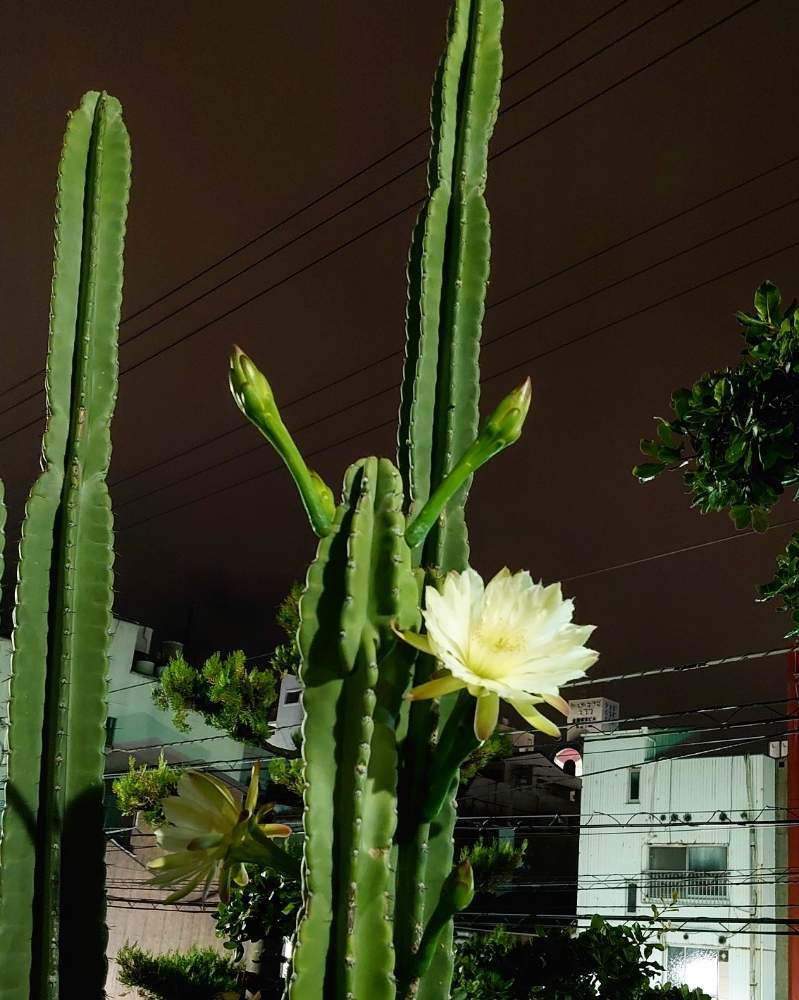 柱サボテンの投稿画像 By Mash8さん サボテンの花が咲いていたとサボテン 月7月1日 Greensnap グリーンスナップ