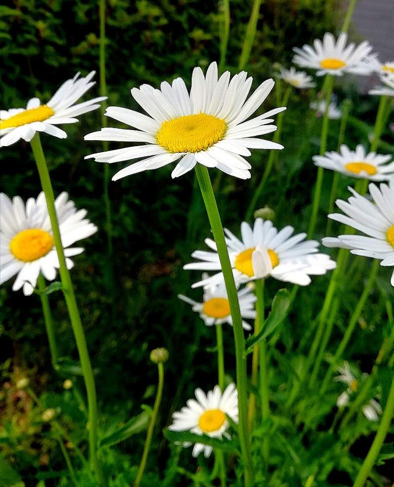 フランス菊の投稿画像 By モコモコ さん 小さな庭とたくさんの花とおうち園芸と植えっぱなしと花のある暮らしと白い花とかわいい花とたくさんの花 とおうち園芸と植えっぱなしと花のある暮らしと白い花とかわいい花 月7月1日 Greensnap グリーンスナップ