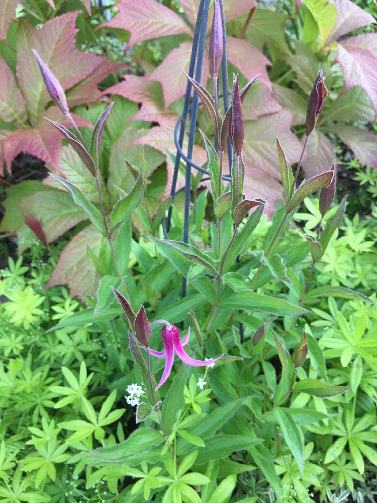 クレマチスの投稿画像 By 京花さん 矢車草とクルマバソウの花とエントランス 月7月1日 Greensnap グリーンスナップ Greensnap グリーンスナップ