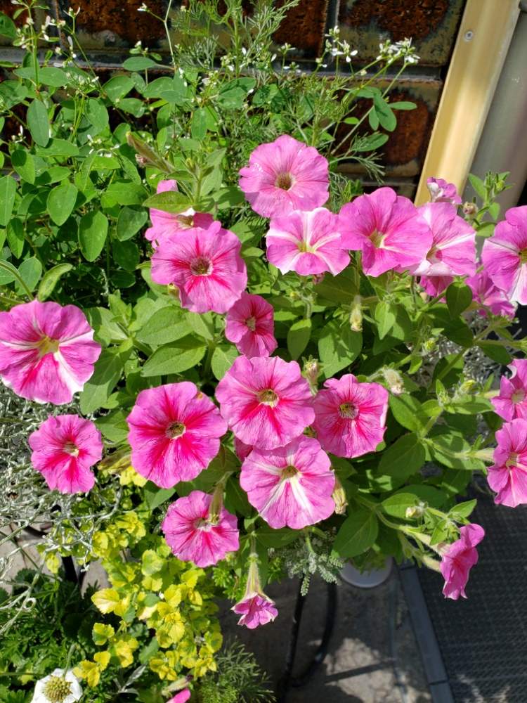 ペチュニアalohaの投稿画像 By Ake48さん 寄せ植えと花のある暮らしとgs日和 月7月 1日 Greensnap グリーンスナップ