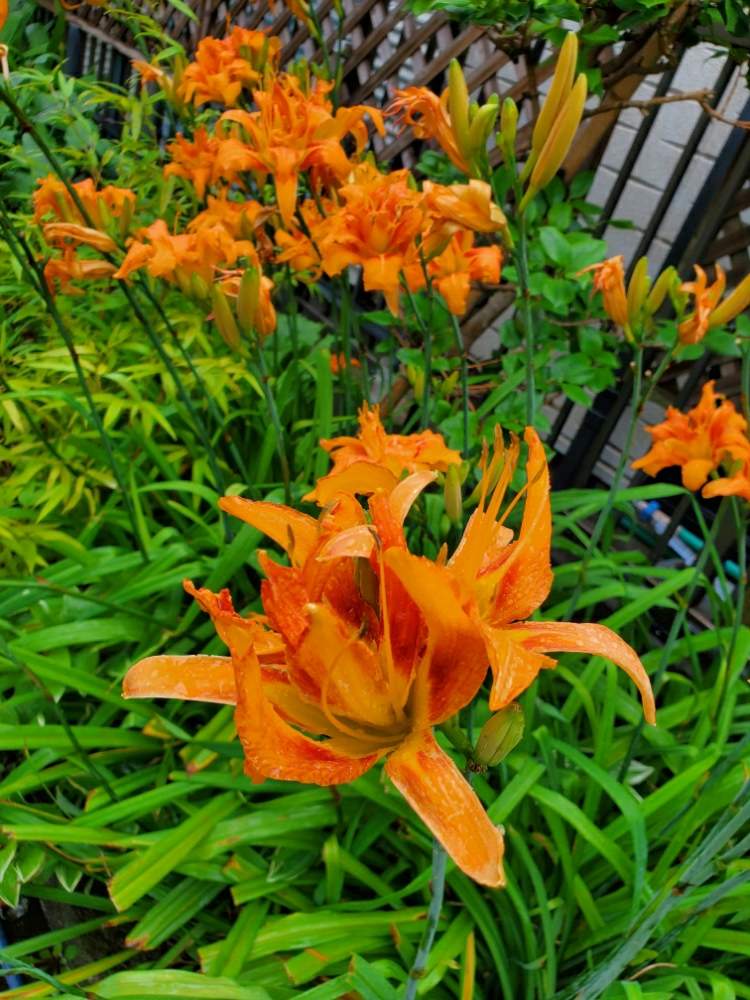 ヤブカンゾウ 藪萱草 の投稿画像 By 華子さん ワスレグサ 忘れ草 と山野草と道端の草花とおうち園芸と食用と薬草 月7月1日 Greensnap グリーンスナップ