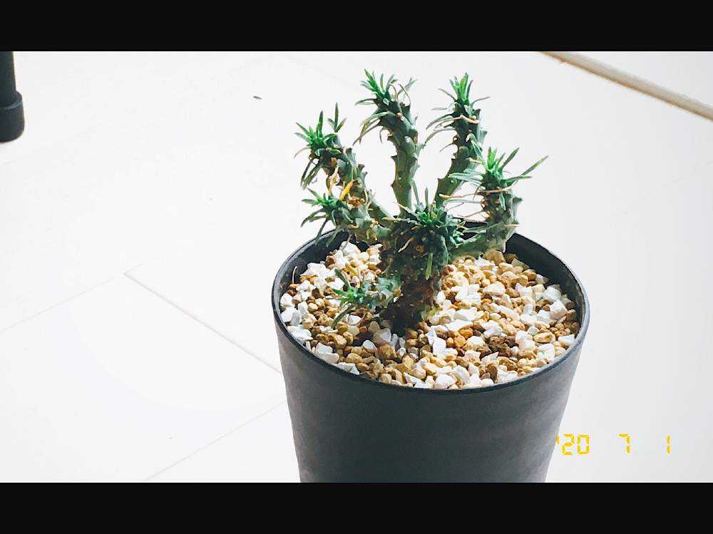 ユーフォルビアの胴切りに挑戦 Greensnap グリーンスナップ