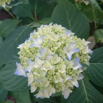 背丈の低い木の投稿画像一覧 Greensnap グリーンスナップ