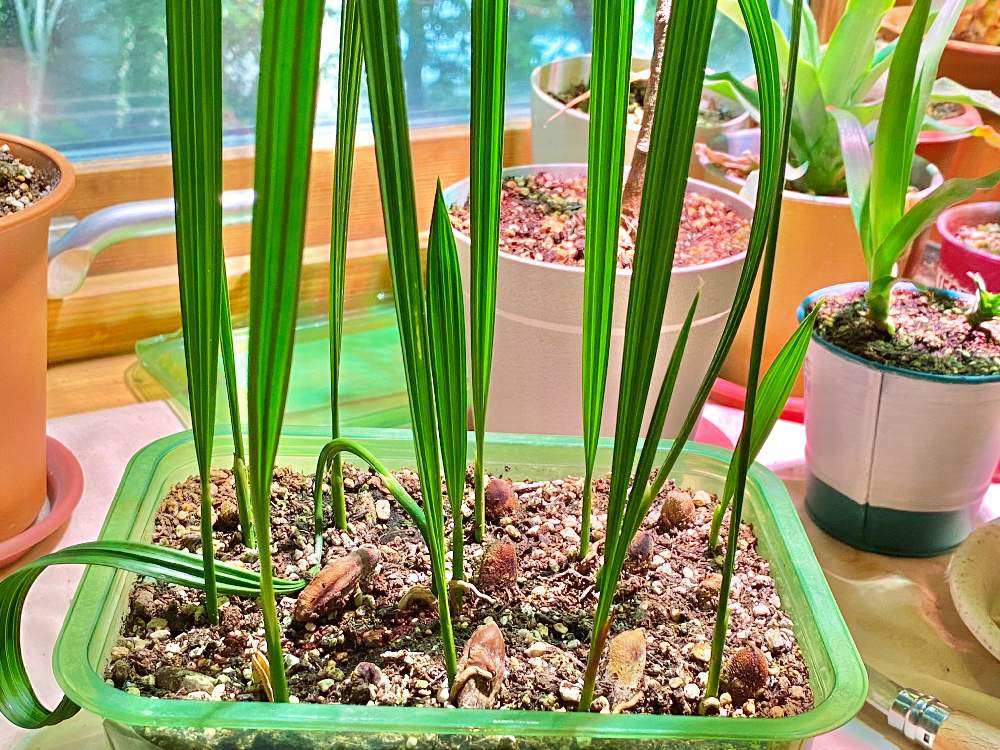 ナツメヤシ デーツ １０鉢植え - 植物/観葉植物