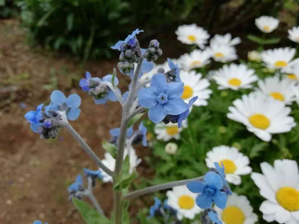 komorebi sumire さんの港の見える丘公園への投稿