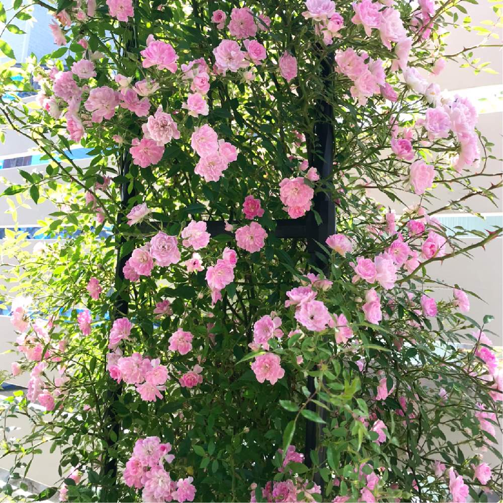 ミニ薔薇 真珠貝 の投稿画像 By Kotoriさん バラのアーチとdiyのある暮らしとお庭のお花とつるバラとウッドフェンスdiyとdiy と成長記録とガーデニングとミニ薔薇 月7月1日 Greensnap グリーンスナップ