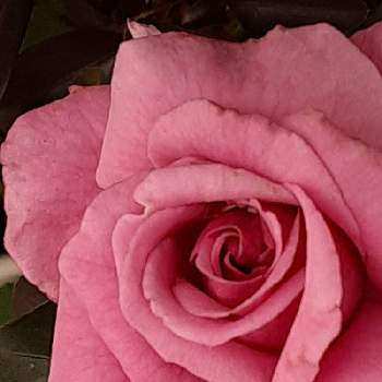 薔薇  ショッキングブルーの画像 by ばら喜知さん | 小さな庭とショッキングブルーと薔薇 ショッキングブルーと薔薇  ショッキングブルーと花と緑のある暮らしとばら バラ 薔薇とおうち園芸とiPhone6sと素敵な出会いと素敵な時間とスマホ写真と花好きと素敵✨と花のある暮らしとスマホで撮影とばら 薔薇 バラと魅せられてと感動❣️とお花好きの人と繋がりたいと花は癒やし♡とガーデ二ングとやっぱり花が好き♡とバラを楽しむとiPhone撮影