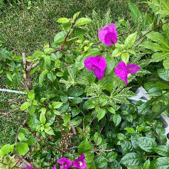 ブーゲンビレアの花の画像 by subtropicalさん | 小さな庭とブーゲンビレア　エリザベスアンガスとブーゲンビレア　サンデリアナパープルと花のある暮らしとブーゲンビレアの花