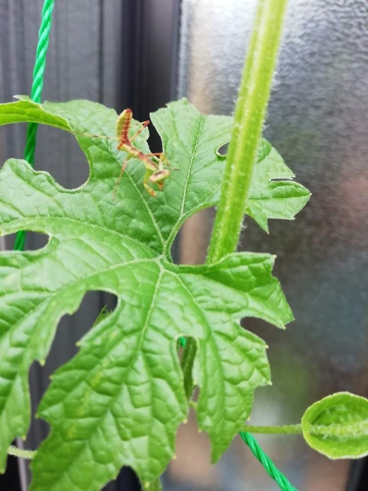 ゴーヤの投稿画像 By Churarinさん カマキリの赤ちゃんとゴーヤーとリビング前と植物のある暮らしとプランター野菜とプランター とおうちde菜園とコンクリートの上と沖縄と野菜作り初チャレンジとおうち園芸とグリーンカーテンとプランター栽培とゴーヤカーテンと園芸