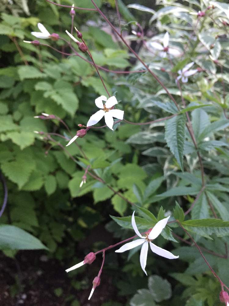 アナベルの投稿画像 By 京花さん 斑入りフロックスと細葉ミツバシモツケと携帯撮影と北海道宿根草 月7月1日 Greensnap グリーンスナップ