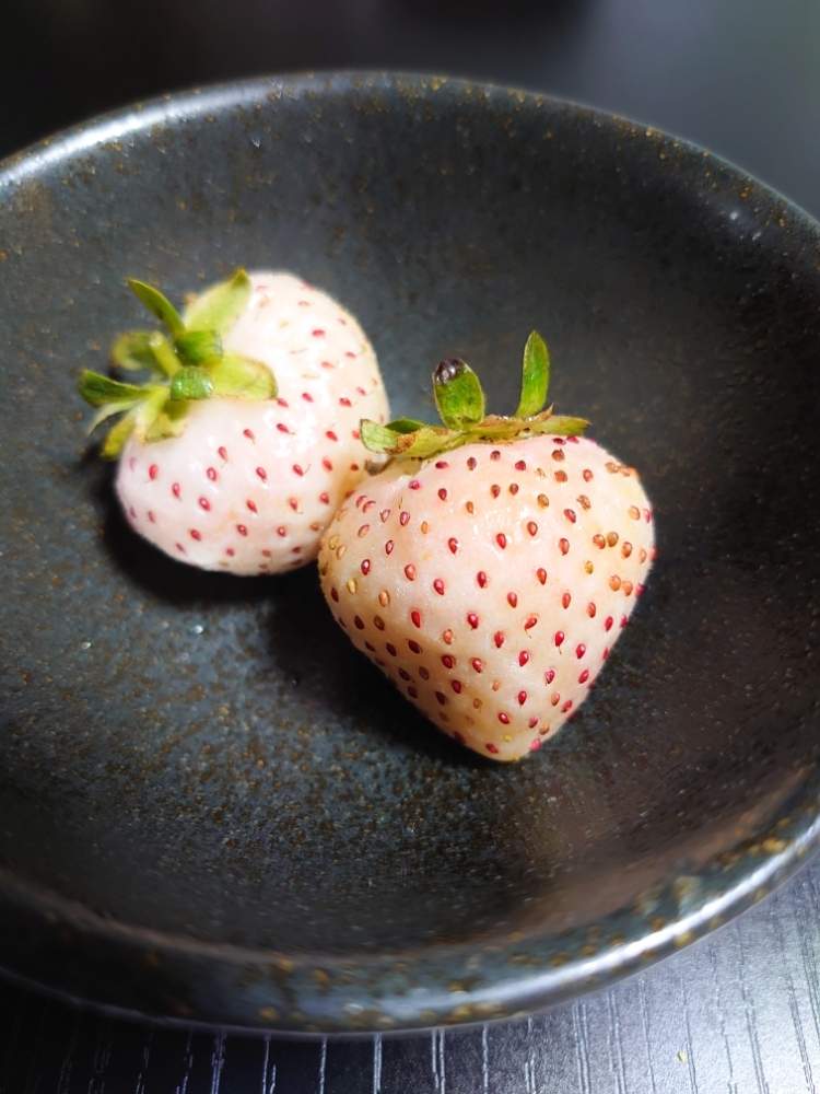 いちごの苗作り Greensnap グリーンスナップ