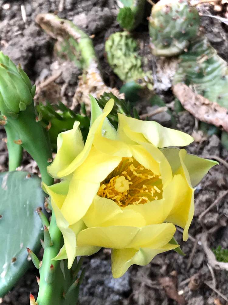 仙人サボテンの投稿画像 By アボガドさん 多肉植物と植えっぱなし植物とおうち園芸と広い庭と多肉植物と植えっぱなし植物とおうち園芸 月7月1日 Greensnap グリーンスナップ Greensnap グリーンスナップ