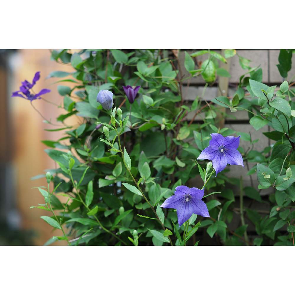 小さな庭の画像 by 我楽多さん | 小さな庭といつもの箱庭とOLY 40-150mm F2.8 ProとOM-D E-M1Ⅱと七月の箱庭