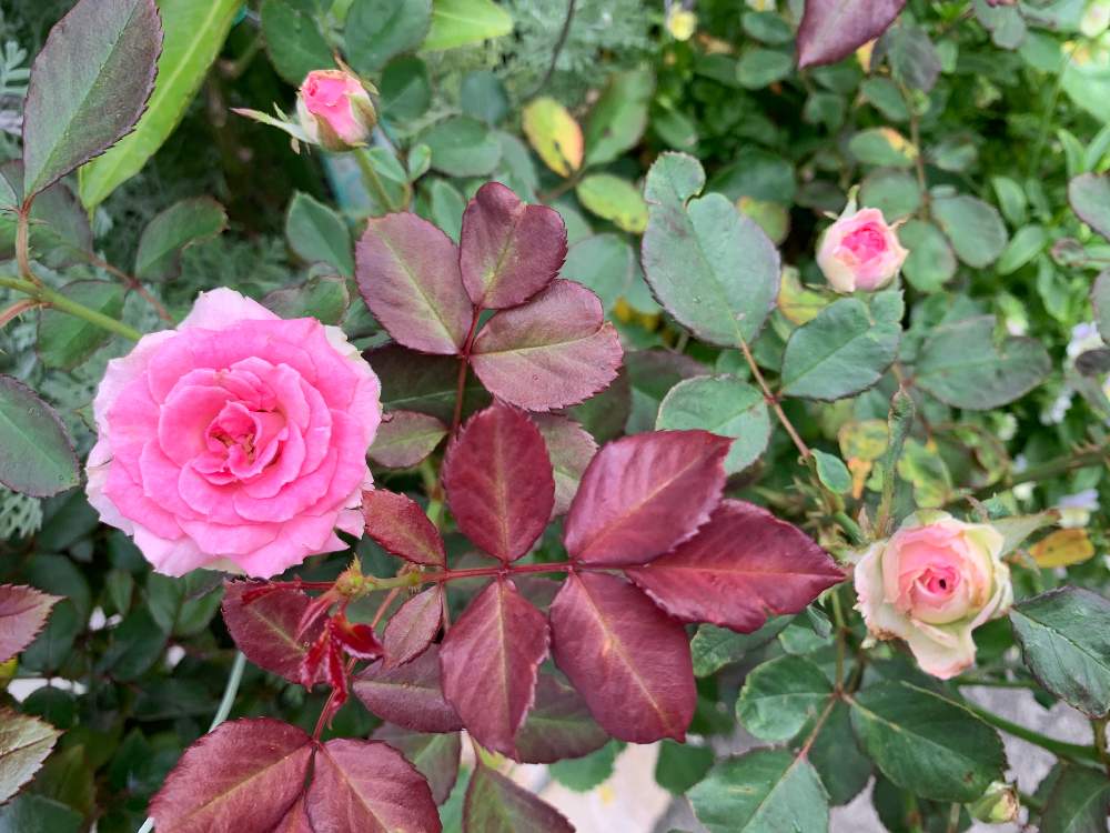 バラ ミミエデンの投稿画像 By ポンポンさん 鉢植えと四季咲きとおうち園芸と年7月 月7月2日 Greensnap グリーンスナップ