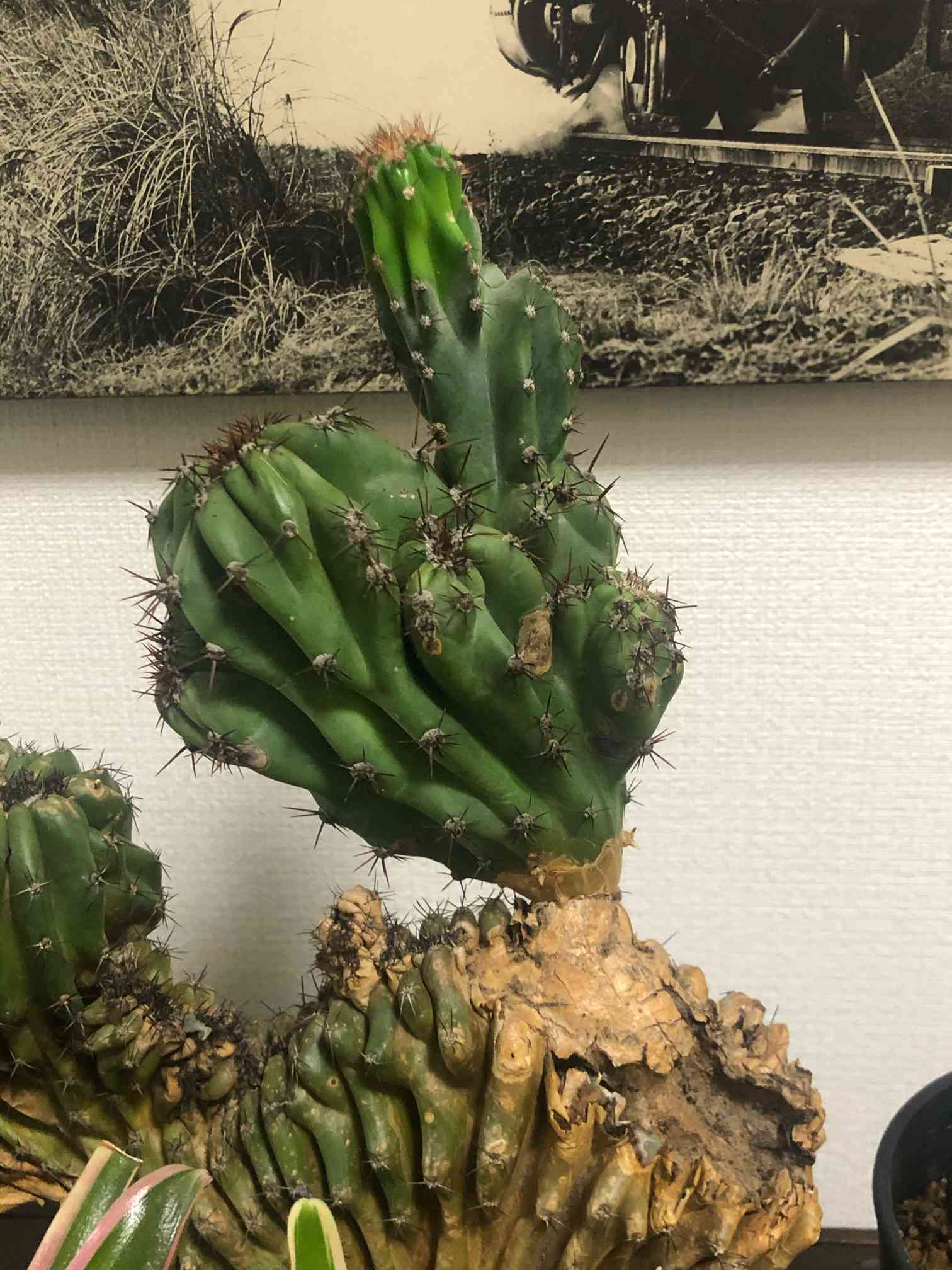 特大 岩石獅子 岩石柱 柱サボテン 約80cm ROUTE BOTANICALS | . NEW