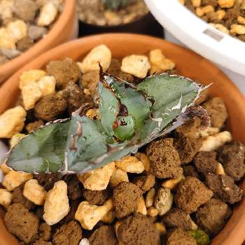 アガベ チタノタ ブラック ブルーの投稿画像一覧 Greensnap グリーンスナップ