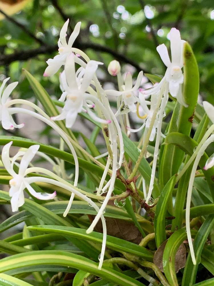 風蘭の投稿画像 By かずさん 素敵な薔薇のある暮らしとロザリアン と癒しとおうち園芸と鉢植え とお花大好き と花のある暮らしとなんでも無農薬有機栽培と斑入り 風蘭 赤根と小さな庭と素敵な薔薇のある暮らしとロザリアン と癒しとおうち園芸と鉢植え とお花